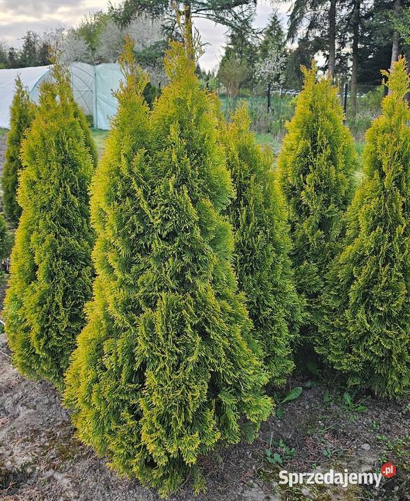 Golden Szmaragd Tuje Thuje Tuja Krzewy Thuja Kraków