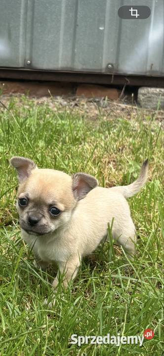 Chihuahua Sosnowiec