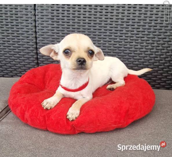 Chihuahua malutki kremowo biały piesek