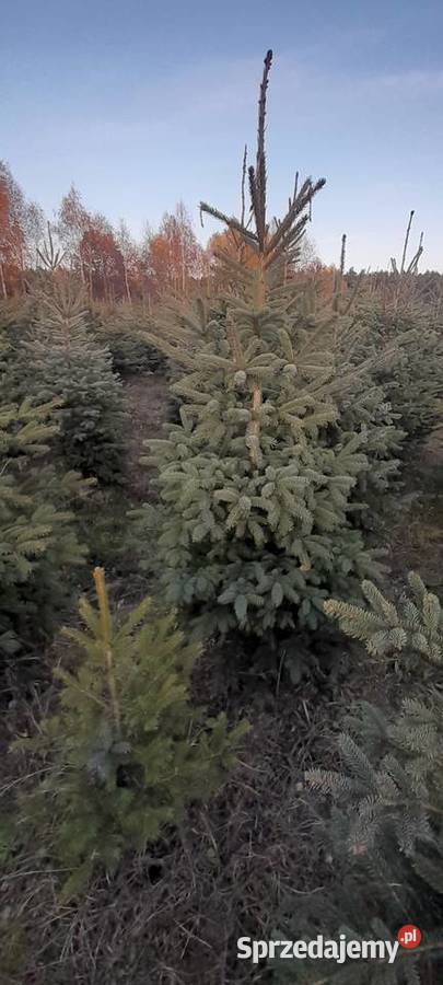 Choinka żywa świerk zwykły srebrny gałązki