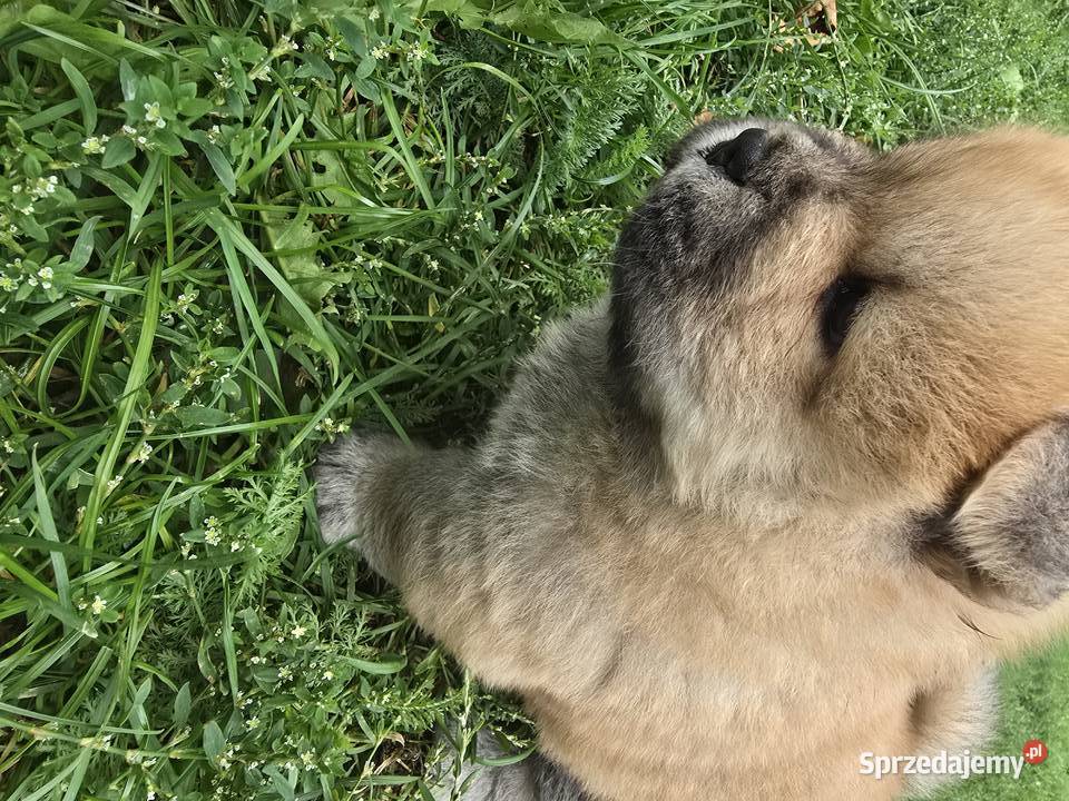 Szczeniaki Chow chow z rodowodem Pozostałe Nasielsk