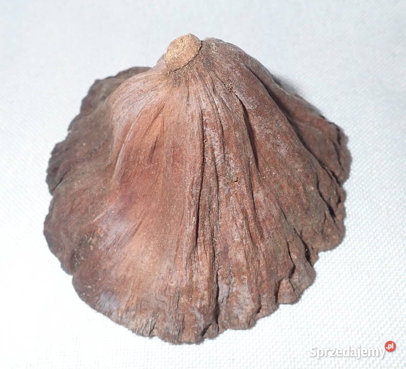 Kwiat Lotosu suszony naturalny Mały 8 Siewierz