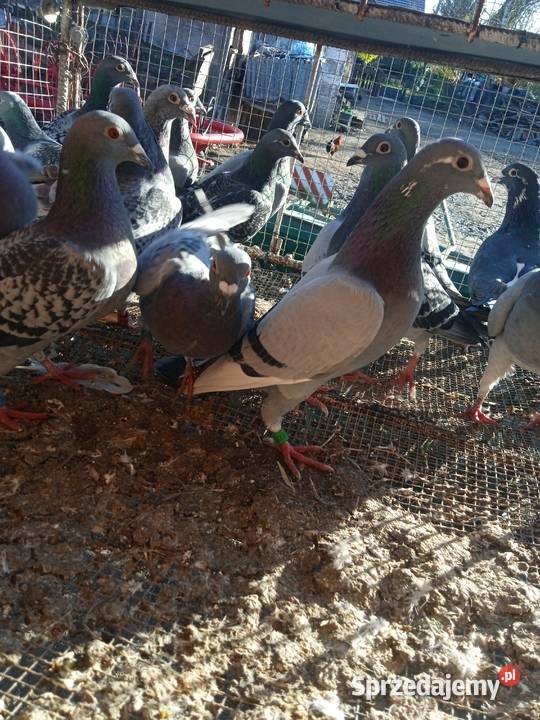 Sprzedam całe stado gołębi pocztowych Drozdówka