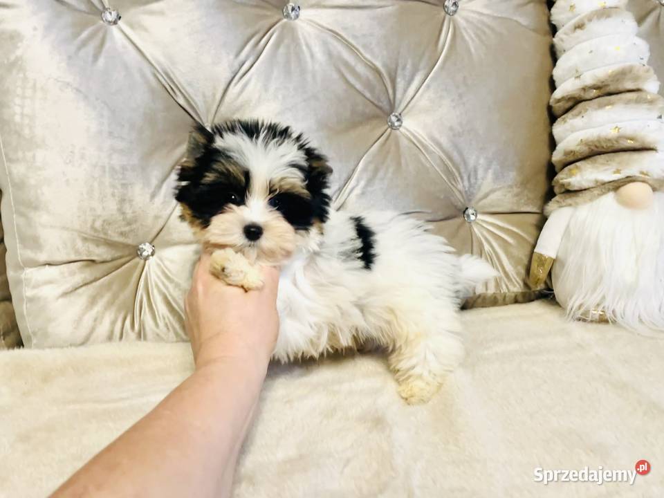 York Biewer cudeńko z Bajki Do odbioru Wrocław