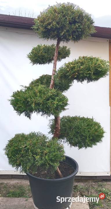 Bonsai Niwaki Jałowiec Kuriwao Gold Medynia Łańcucka