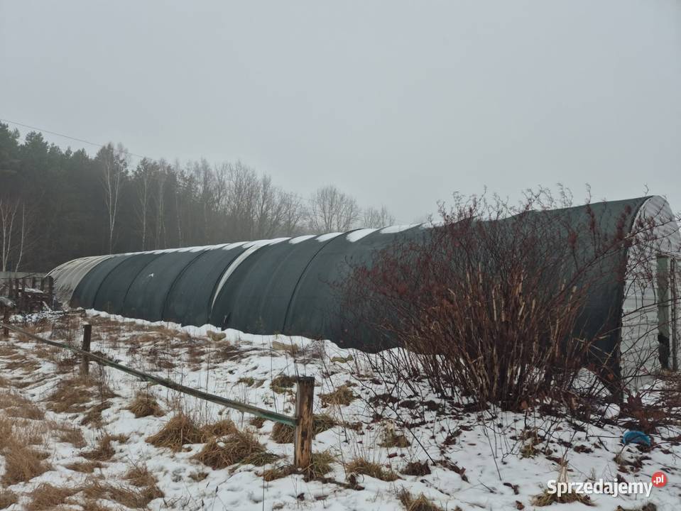 Sprzedam tunel foliowy Lubasz