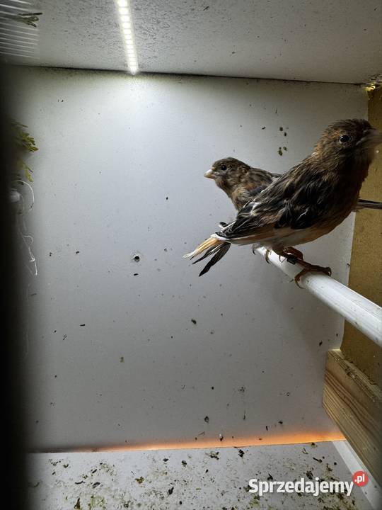 Młode Arlekiny 2026