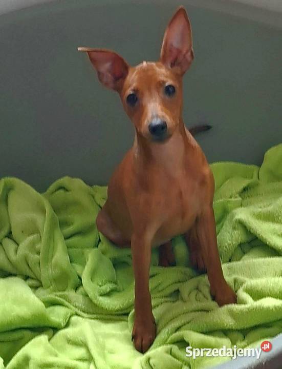 Pinczer pinczery pinczerki miniaturowe z Chojnice