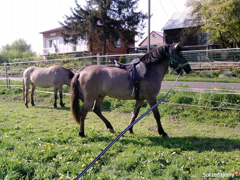 Koń Ogier Konik Polski