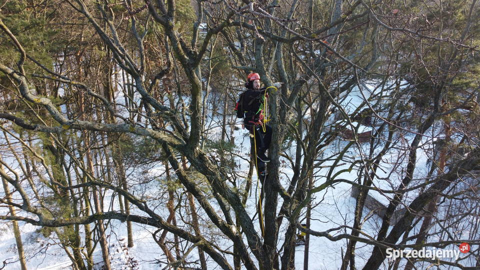 Przycinanie drzew pielęgnacja drzew wycinka Warszawa