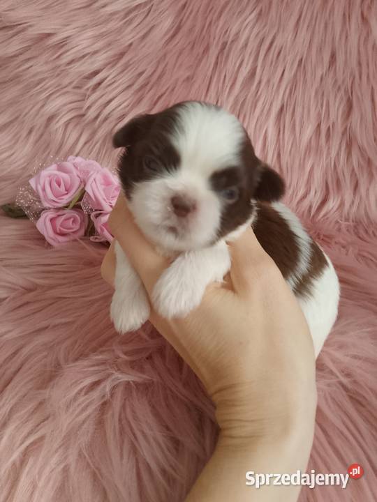 Biało czekoladowa suczka rasy ShihTzu opolskie Namysłów sprzedam