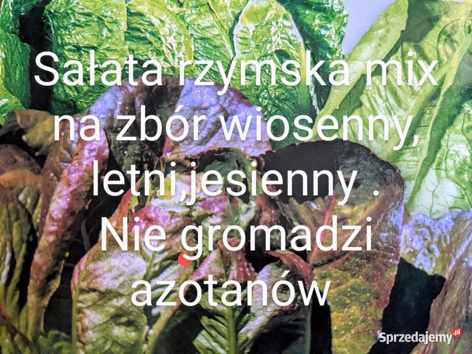 Mix Endywi Endywia nasiona zdrowie Kraków