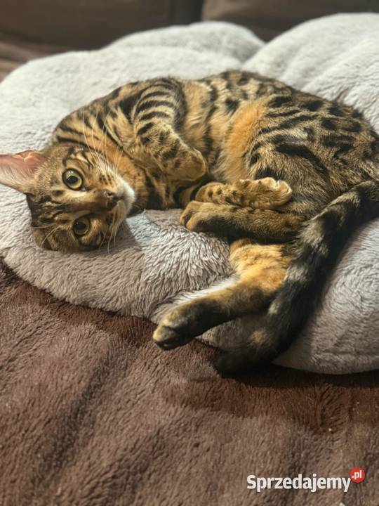 WYJĄTKOWA kotka Bengalska Kraków sprzedam
