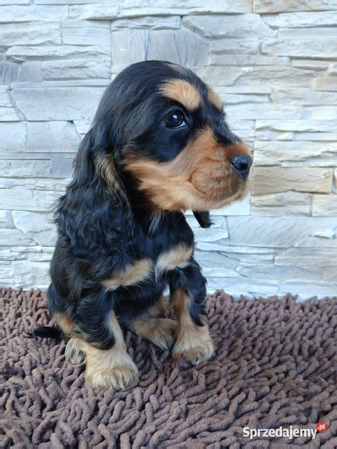Śliczne Szczenięta Cocker Spaniel Angielski Cocker Spaniel Sieradz