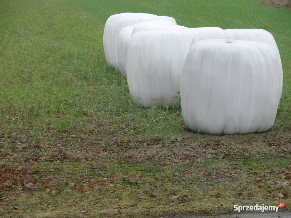 sianokiszonka Trawy, słoma Oborniki