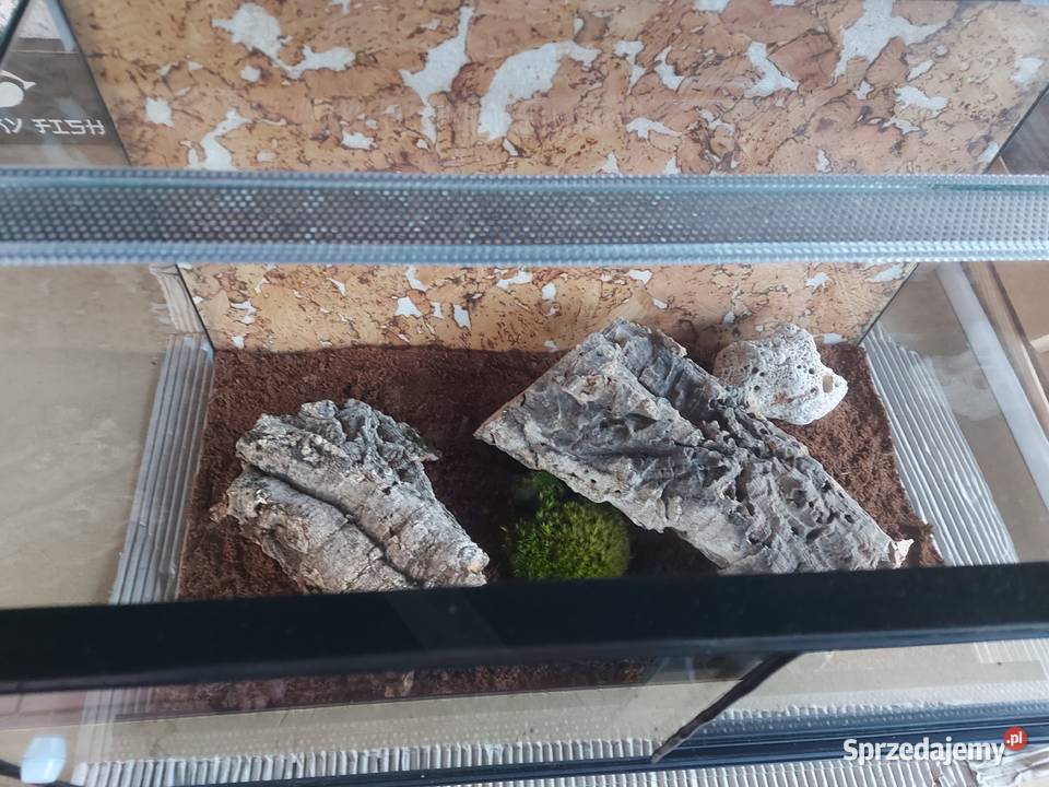 Gekon lamparci terrarium Gady i płazy Opole