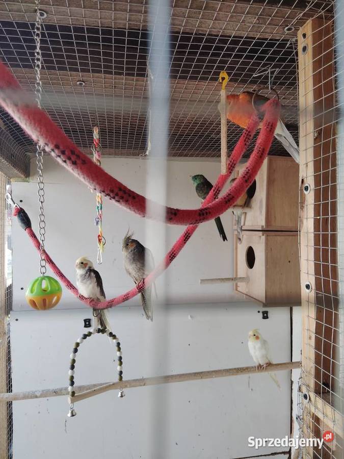Likwidacja hodowli Chełmce sprzedam