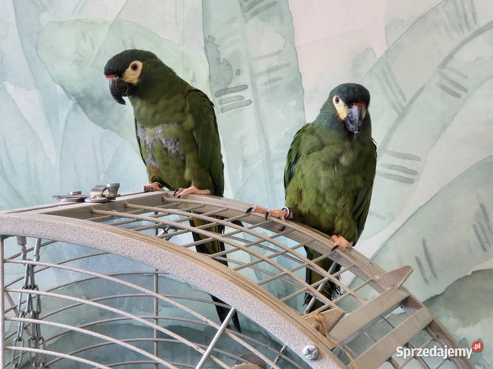 Ary Marakany Ptaki Poznań