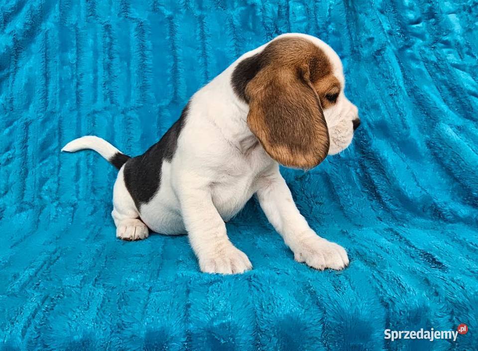 Szczeniaki beagle Polesie