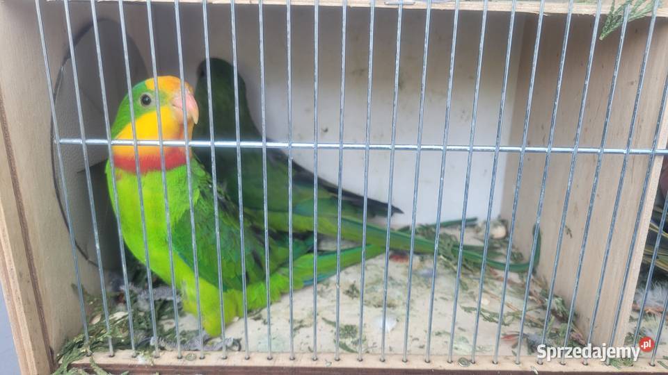 Para papug baraband małopolskie Wieliczka sprzedam