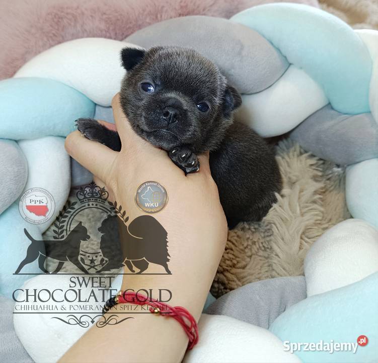 Chihuahua piesek blue niebieski krótkowłosy mazowieckie Warszawa sprzedam