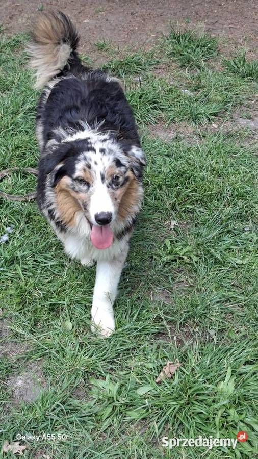 Owczarki australijskie FCI kilka szczeniąt z Warszawa sprzedam