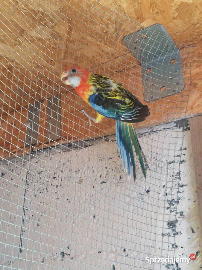 Rozelle ruodsterki Ruda Wieczyńska sprzedam