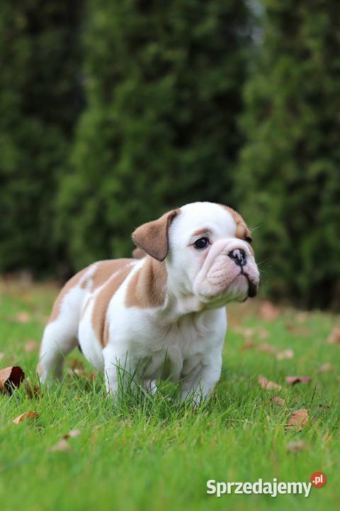 Buldog angielski ZKwP FCI sprzedam