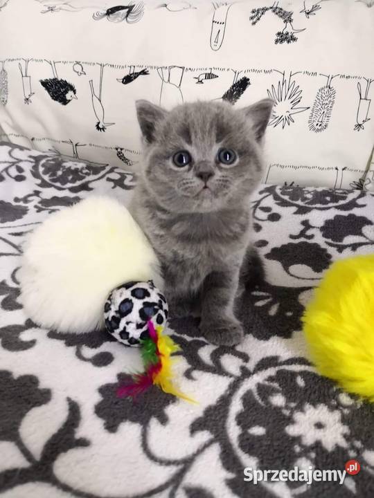 Kotka Brytyjska Krótkowłosa Wrocław sprzedam