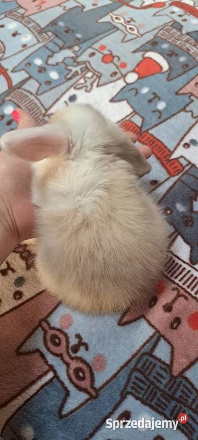 Króliczki mini lop wielkopolskie Miejska Górka