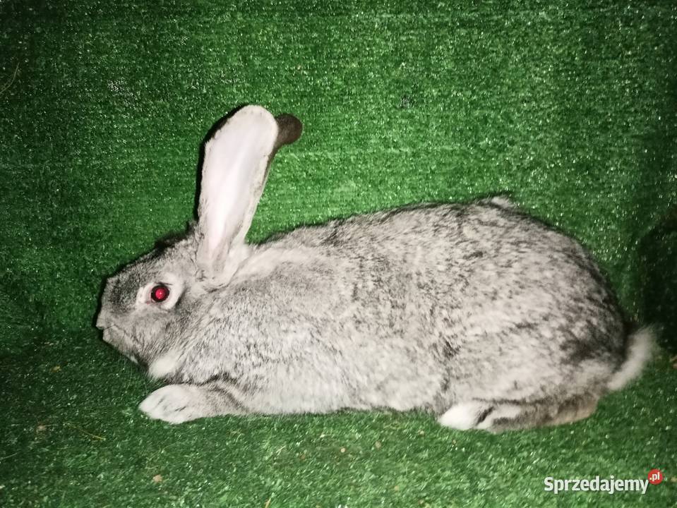 Sprzedam samce Więcbork