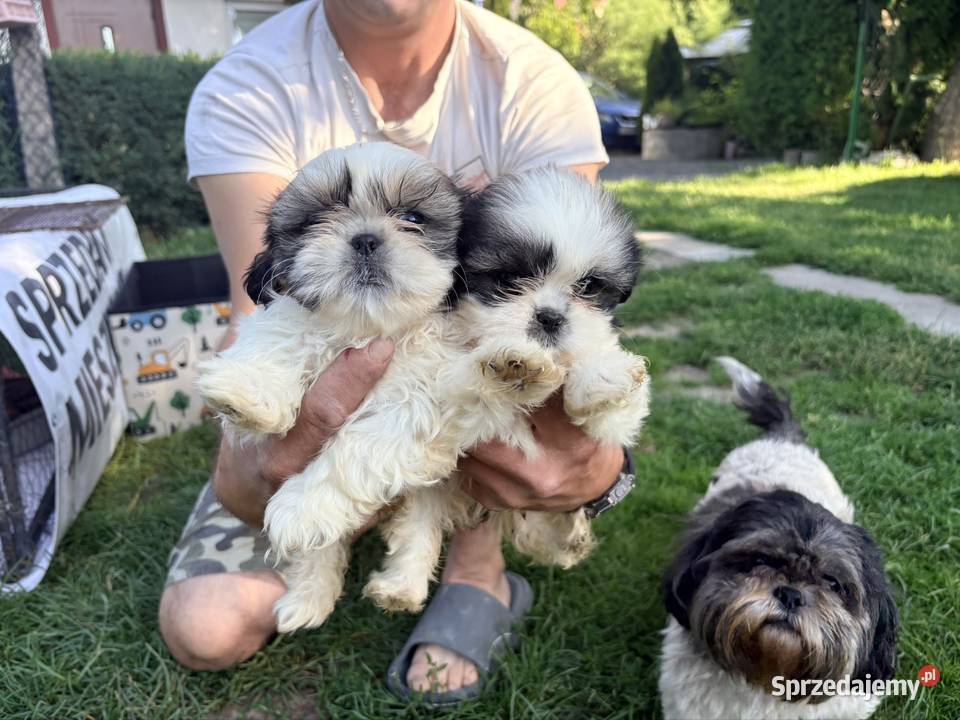 Suczka i dwa pieski szczeniaki ShihTzu lubelskie Bełżyce