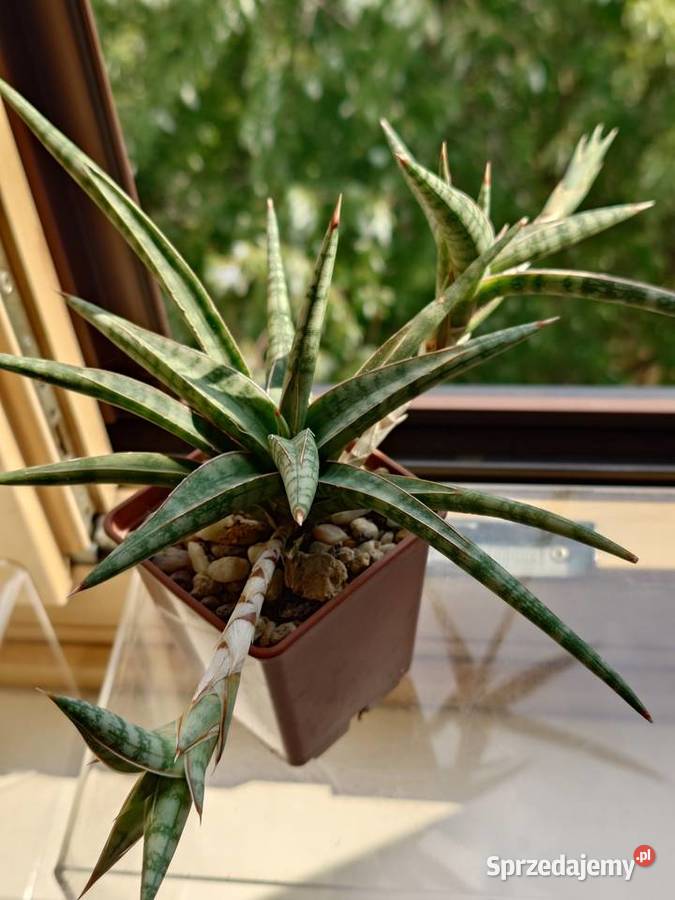 Sansevieria ballyi odrost z rozłogiem karłowata