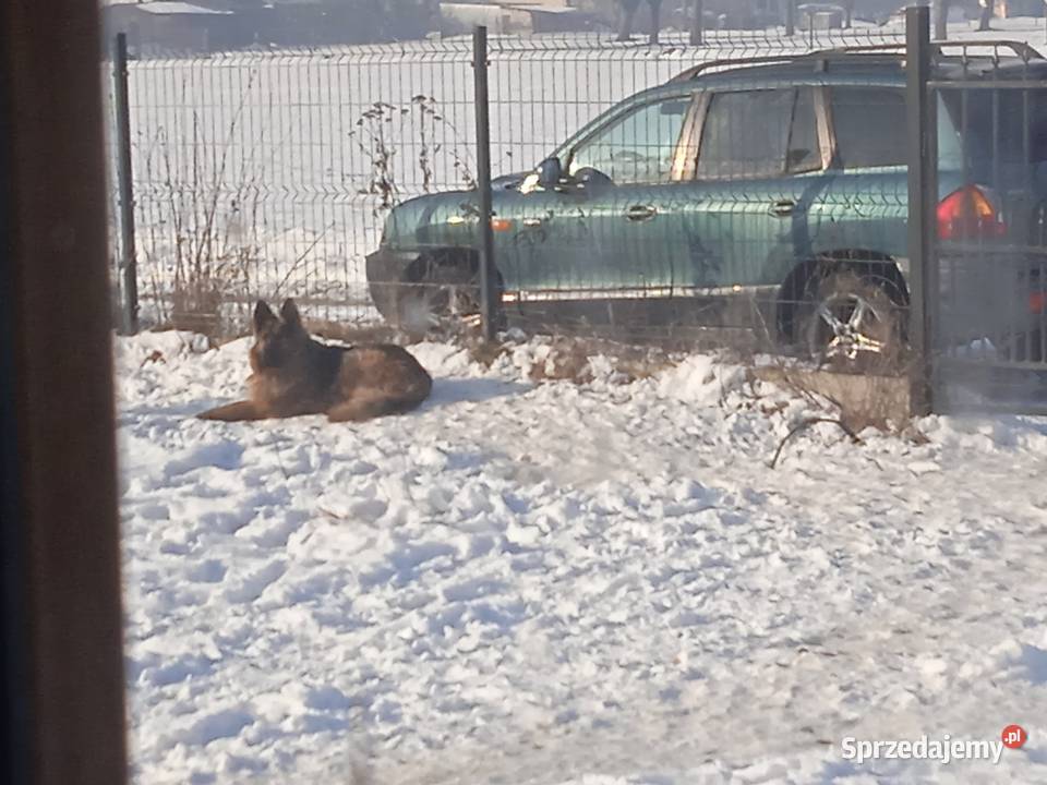 Zaginęły psy w typie owczarka Łukanowice