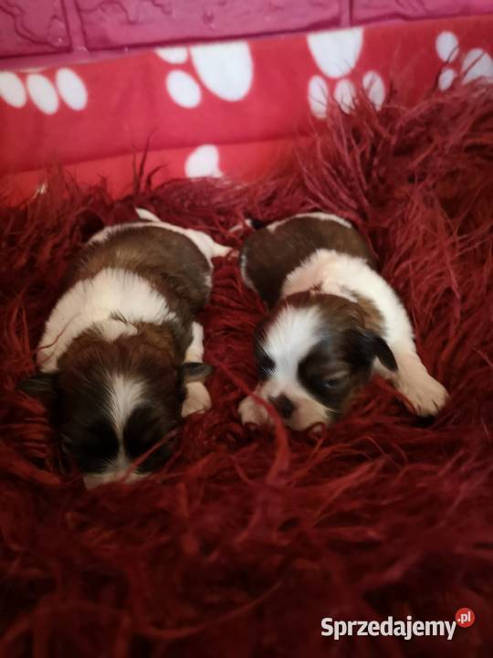 AKTUALNE Szczenięta rasy SHIH TZU hodowla Szczecinek