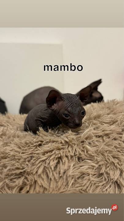 kociaki sfinks kanadyjski sfinksy kocurki koty Skuszew