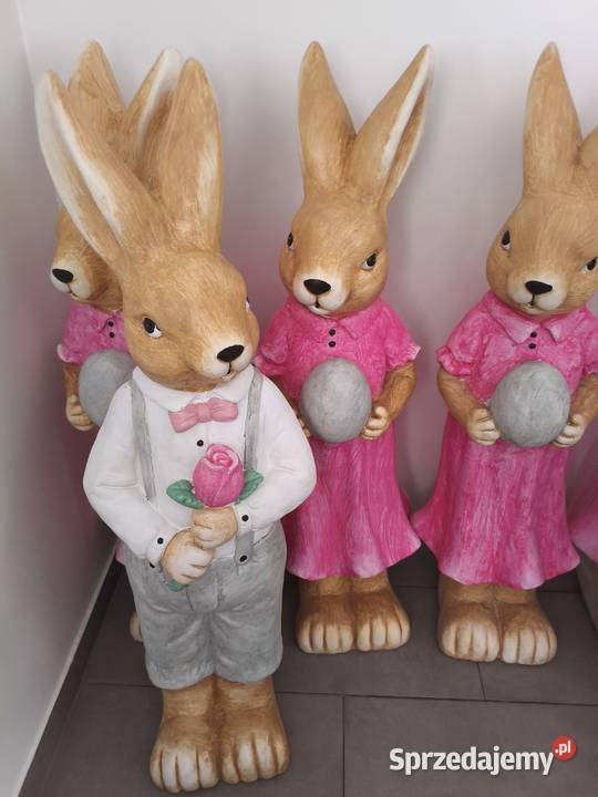 Zająć dziewczynka chłopiec XXL Dębica sprzedam