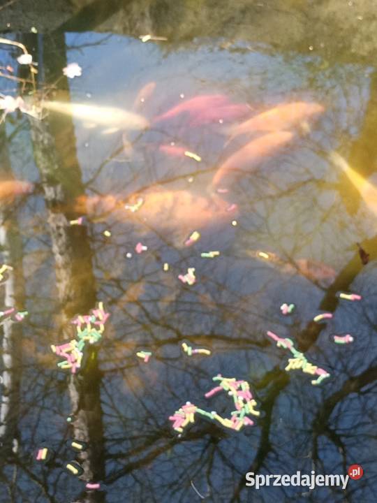 KARP Koi ALFA z narybkiem sprzedam Rybnik