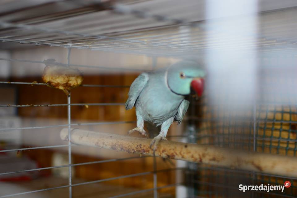 Aleksandreta obrożna oswojona Rzeszów