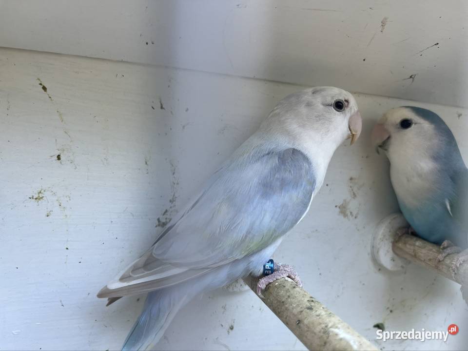 Nierozłączki czerwonoczelne