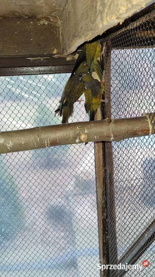 Samica patagonki patagonka konura Ptaki świętokrzyskie Kazimierza Wielka