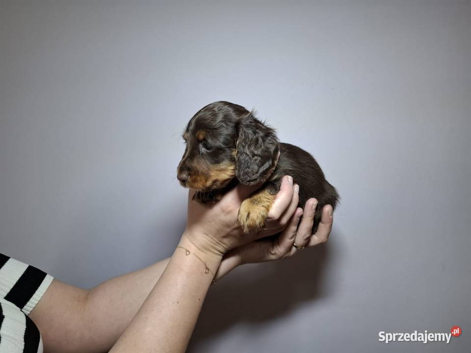 Jamnik długowłosy czekoladowy merle Dauschaund Żychlin