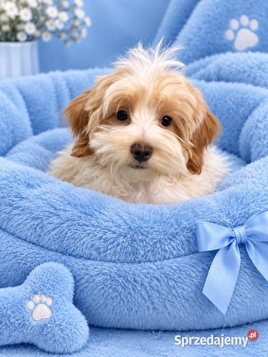 Odchowany dwukolorowy Maltipoo Maltańczyk Pudel Warszawa