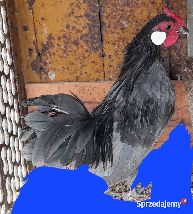 Kogucik rasy bamtamka Wadowice