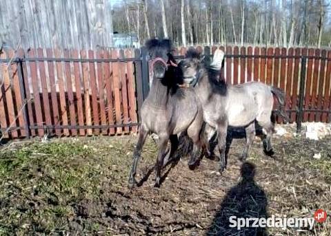 Sprzedam kuce Felińskie Sadowne