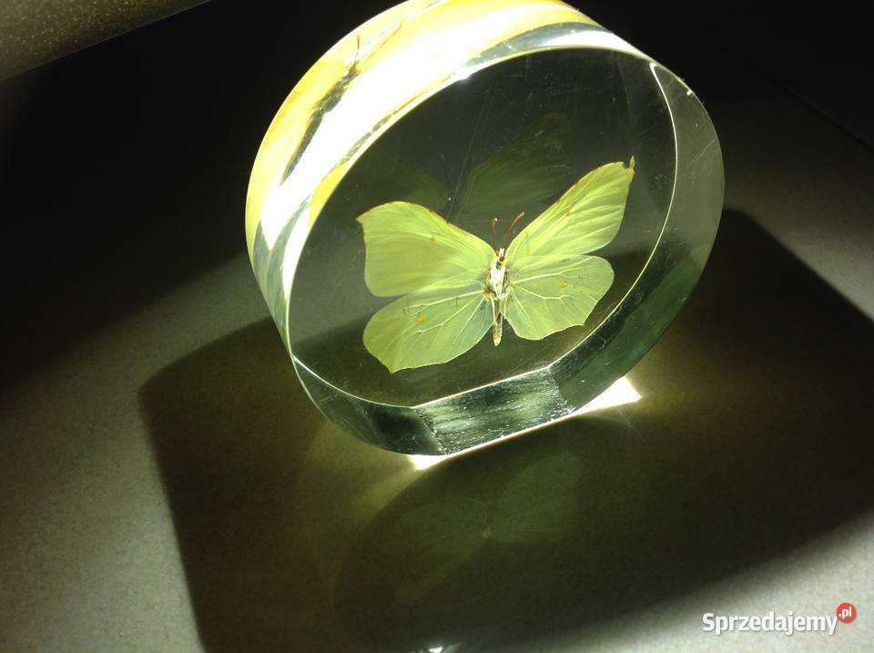 Piękny Motyl w Szkle Dekoracja Latolistek Pozostałe
