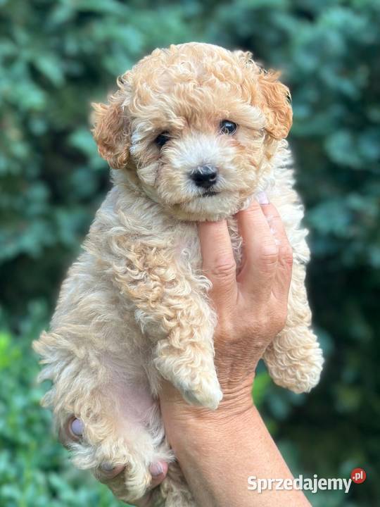 Maltipoo f1 Iłowo-Osada