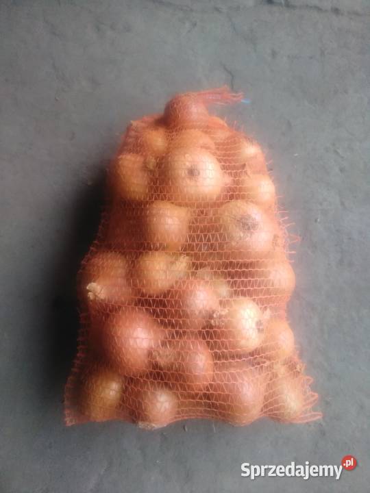 Cebula szturon Miechów