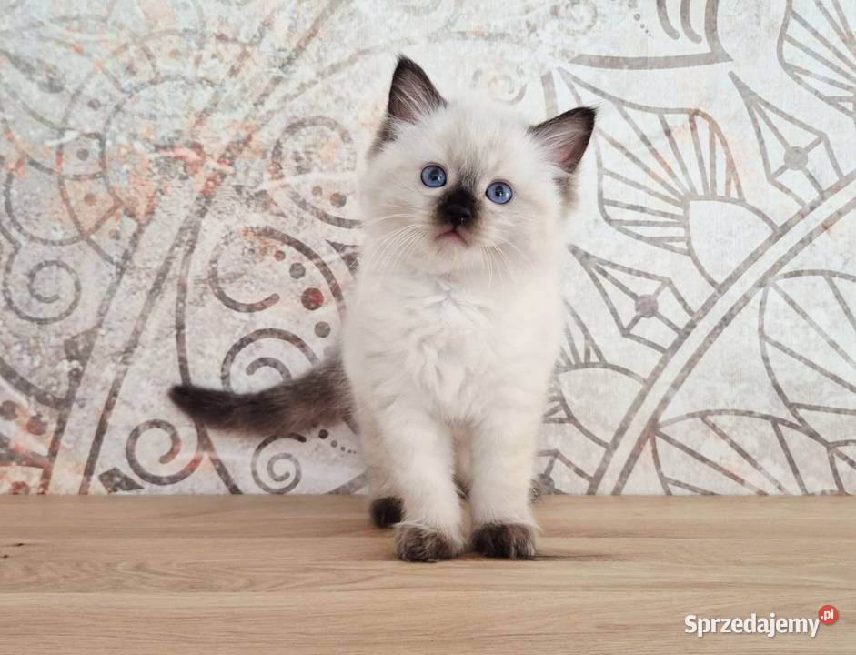 Ragdoll 8-cio tygodniowe cudo.