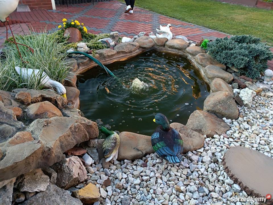 Oczko wodne komplet Myszków